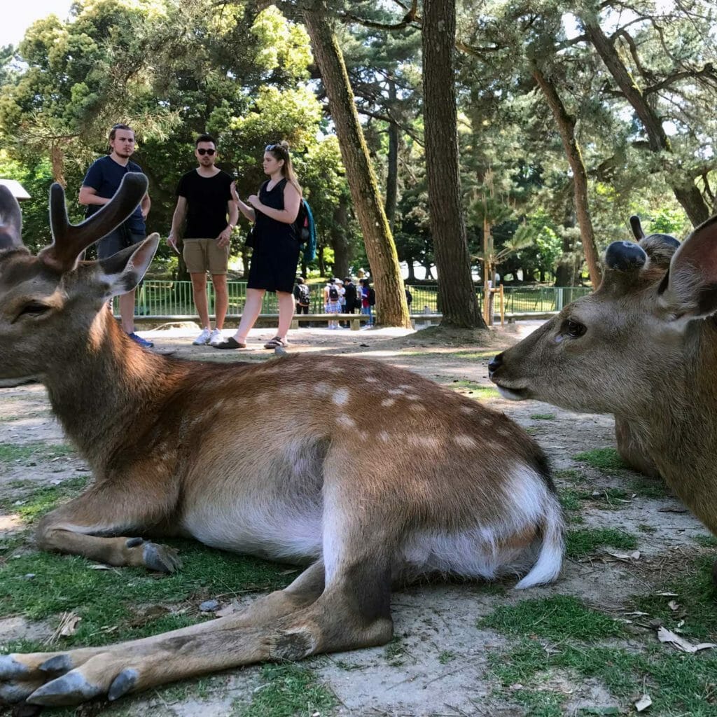Japan Nara Herten 01