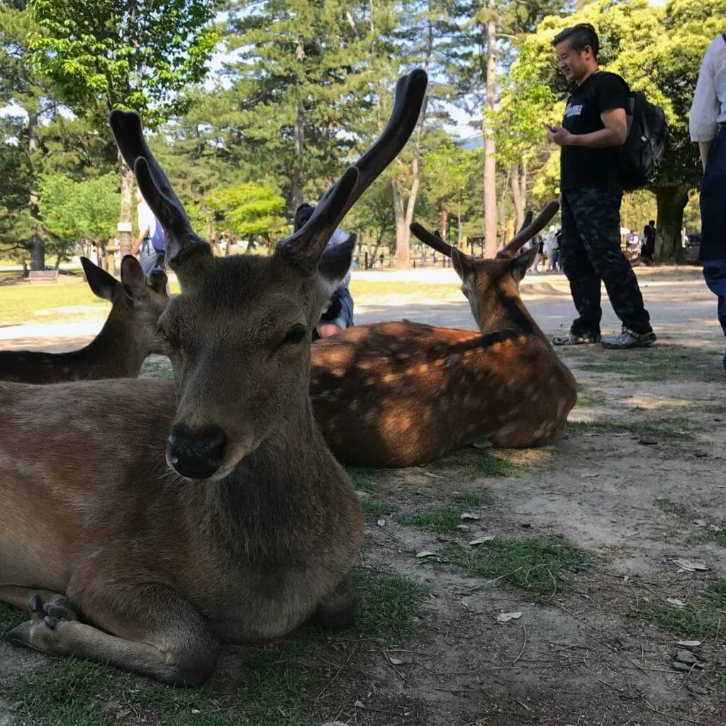 Japan Nara Herten 02