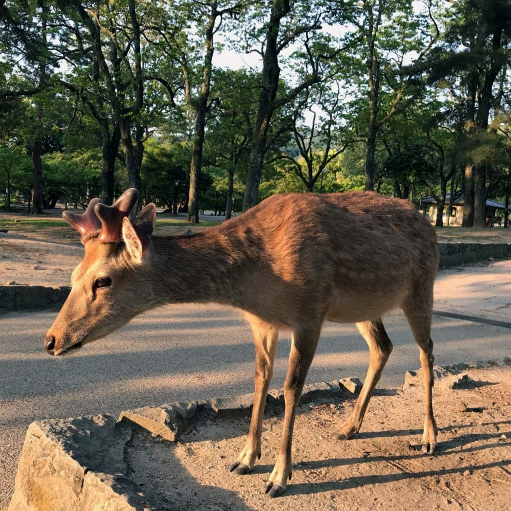 Japan Nara Herten 03