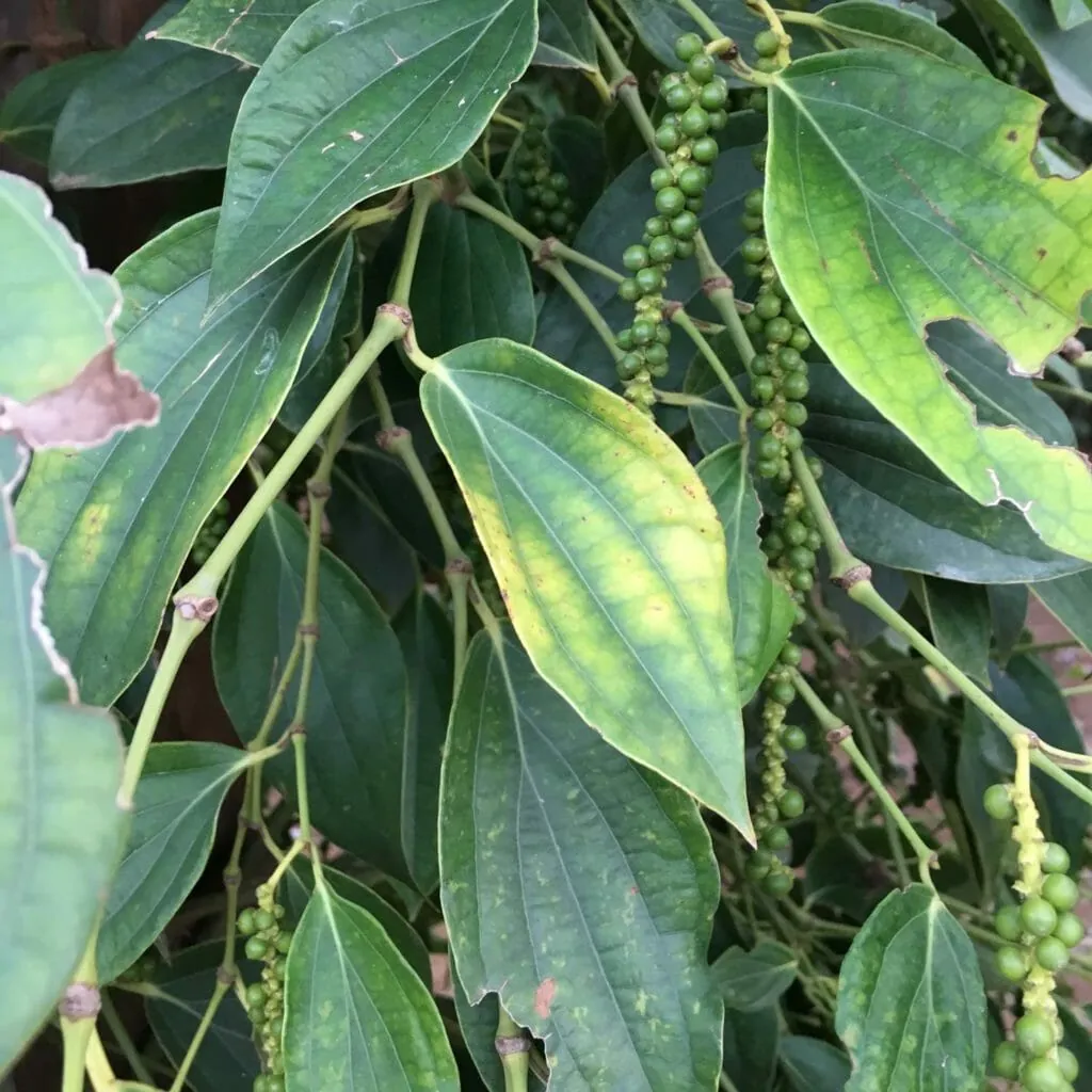 kampot-peperplantage-4