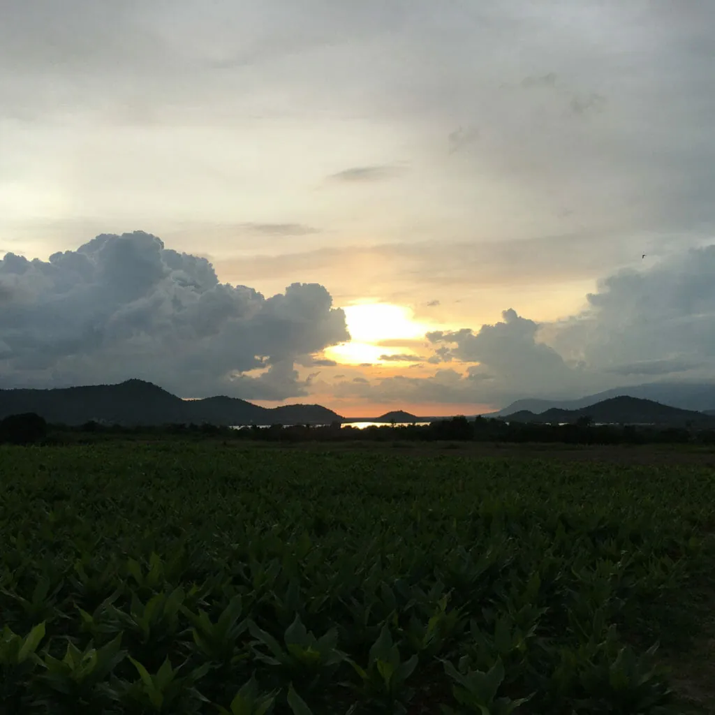kampot-peperplantage