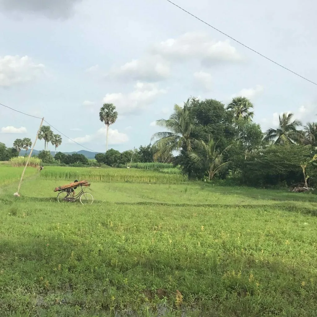 kampot-sugarcane